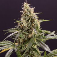 (Bild für) Chem Bomb Auto