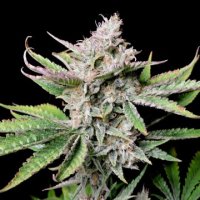 (Bild für) Cherry Cola Auto fem