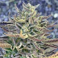 (Bild für) Cherry Diesel 5 fem