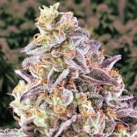 (Bild für) Cherry Pie Autoflower fem