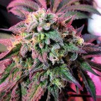 (Bild für) Cherry Pie female