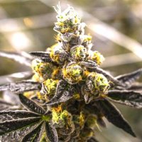 (Bild für) Cherry Pie 5 fem