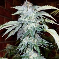 (Bild für) Chocolate Chip Cookies CBD 5 reg