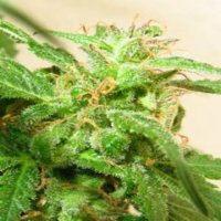(Bild für) ApeOrigin ChocoHeaven 5 fem