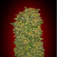 (Bild für) Chocolate Kush fem