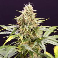 (Bild für) Chocolate Mint OG Auto