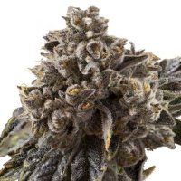 (Bild für) Chocolate Sherbert fem