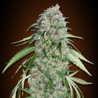 (Bild für) Chocolate Skunk CBD fem