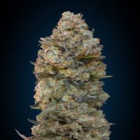 (Bild für) Chocolate Skunk fem