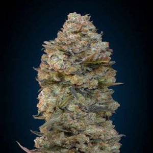 (Bild für) Chocolate Skunk fem