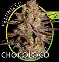 (Bild für) ChocoLoco aka Choco Bud fem