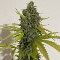 (Bild für) Chocolope fem