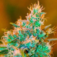 (Bild für) Chocolope Kush