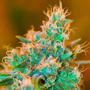 (Bild für) Chocolope Kush