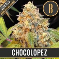 (Bild für) Chocolopez feminized