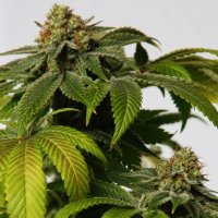 (Bild für) Christiania Kush