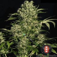 (Bild für) Chronic