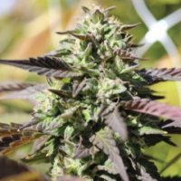 (Bild für) Chunkadelic Auto