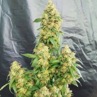 (Bild für) Chunky Skunk