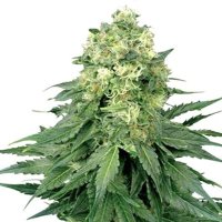 (Bild für) Cinderella 99 Auto fem