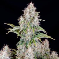 (Bild für) Cinderella Auto fem