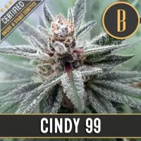(Bild für) Cindy's 99 feminized