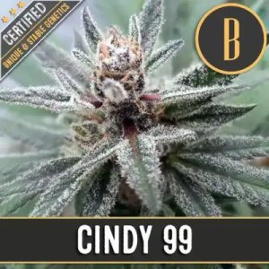 (Bild für) Cindy\'s 99 feminized