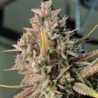 (Bild für) Cinnamon Buddha OG