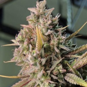 (Bild für) Cinnamon Buddha OG