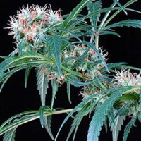 (Bild für) Colombian Rojo Haze