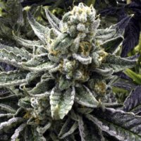 (Bild für) Commerce City Kush