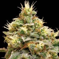 (Bild für) LA Confidential Cheese fem