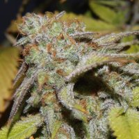 (Bild für) Cookie OG 5 reg
