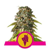 (Bild für) Cookies Gelato feminized