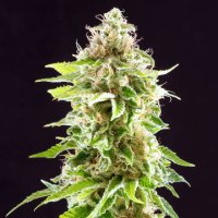 (Bild für) Cookies Haze female