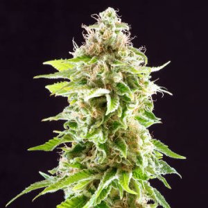 (Bild für) Cookies Haze female