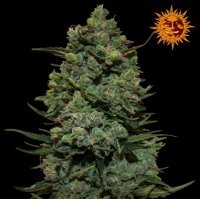 (Bild für) Cookies Kush
