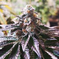 (Bild für) Cookies Purple Punch fem