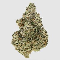 (Bild für) Crazy Roses Fast fem