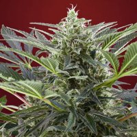 (Bild für) Cream 47 fem