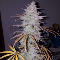 (Bild für) Cream & Cheese CBD 1:1 female