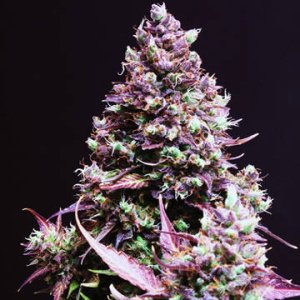(Bild für) Cream Caramel Auto fem