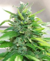 (Bild für) Creamy aka Cream Cheese fem