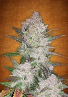 (Bild für) Cream Cookies Auto fem