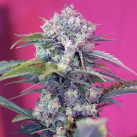 (Bild für) Cream Mandarine Auto fem