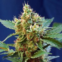 (Bild für) Cream Mandarine XL Auto fem