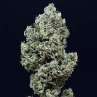 (Bild für) Critical 2.0 Auto