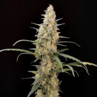 (Bild für) Critical Auto fem