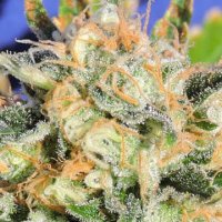 (Bild für) Critical Diesel Auto