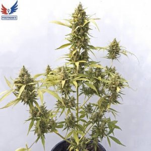 (Bild für) Critical Express fem